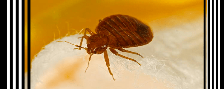 Affordable Bed Bug Treatment